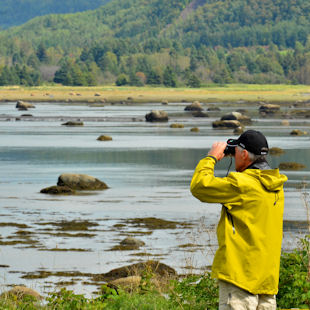 Man watching wildlife through binoculars